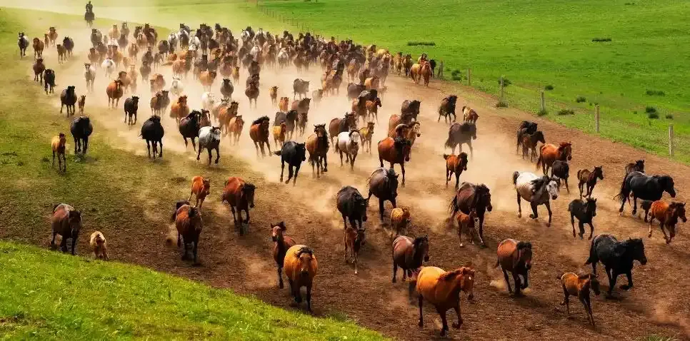 刘汉俊 | 一场跨越5800万年的奔跑